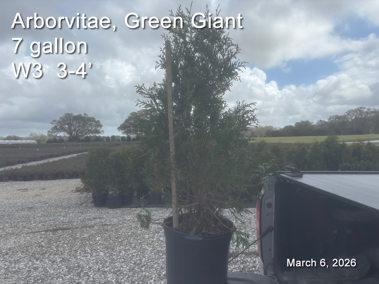 gallery/avgg7 w3 mar6.jpg